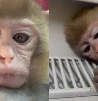 Elazığ'da yavru makak maymunu koruma altına alındı