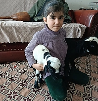 Elazığ'da yeni doğan kuzulara evde koruma