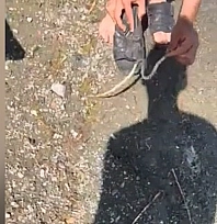 Elazığ'da yılanlı şaka
