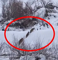 Elazığ'da yiyecek arayan kurt sürüsü görüntülendi