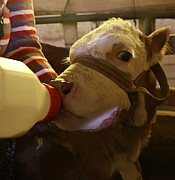 Elazığ'da yürekleri ısıtan görüntü