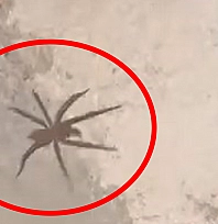 Elazığ'da zehirli sarıkız örümceği görüntülendi