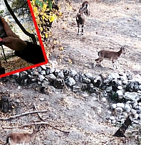 Elazığ'dan gelen ziyaretçiler Tunceli'de dağ keçilerini hayranlıkla izledi