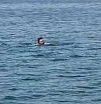 Elazığ'dan Malatya'ya yüzdü!