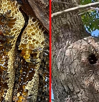 Elazığ'dan yaşlı ağacın kovuğundan kilolarca doğal bal çıktı