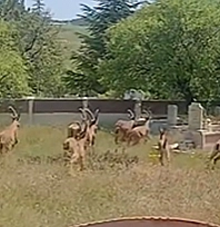 Elazığ Harput'ta şaşırtan anlar: Koruma altındaki keçiler mezarlıkta