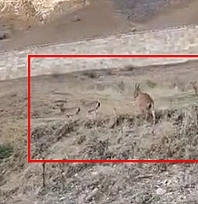 Elazığ'ın tarihi kalesinde dağ keçisi sürüsü görüntülendi