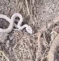 Elazığ kış ortasında yılan şaşkınlığı