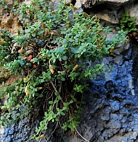 Endemik Malatya kantaronu, kimyasal olarak sarı kantarondan daha zengin çıktı