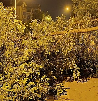 Facianın eşiğinden dönüldü! Ağacın dalları otomobilin üzerine devrildi