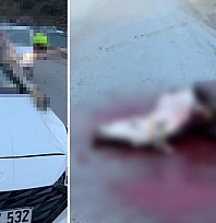 Feci kazada dehşete düşüren görüntü! Atın kopan bacağı otomobile saplandı