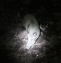Gece kamerasında domuz ve ayı aynı anda görüntülendi