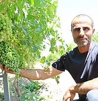 Gurbetten döndü, Elazığ'da 300 dönümü bağa dönüştürdü