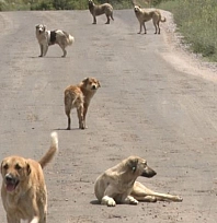 Halfeti'deki köpek saldırısıyla ilgili İçişleri Bakanlığı harekete geçti