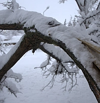 Harput'ta yoğun kar ağaçları kırdı