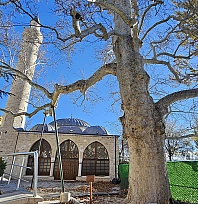 Harput'un 300 yıllık çınarı zamanın izlerini taşıyor