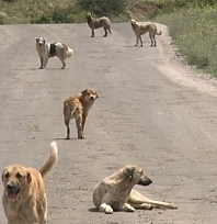 İki çocuk, iki ayrı köpek saldırısında yaralandı