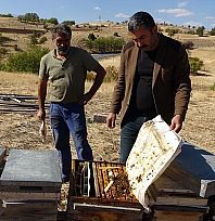 İklim değişikliği arıları etkiledi: Tunceli'de rekolte 900 tona düştü