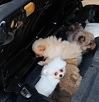 Kaçak yavru köpek operasyonu