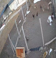 Karakoçan'da tilkinin kümes baskını kamerada