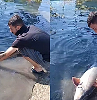 Keban Baraj Gölü'nde 35 Kiloluk Mersin Balığı heyecanı