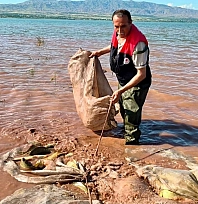 Keban baraj gölü'nde 700 kilogram canlı sazan balığı kurtarıldı