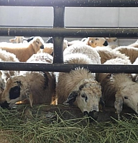 Keban'da 6 köy karantinaya alındı