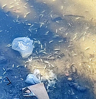 Kuraklık balıkları vurdu