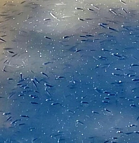 Kuraklık balıkları vurdu