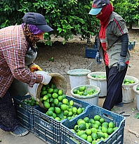 Limonda fiyatı düşürecek hasat başladı