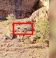 Malatya'da dağlık alanda yaban keçileri kameraya takıldı