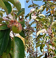 Malatya'da elma ağacı çiçek açıp meyve verdi