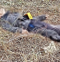 Malatya'da kayıp olarak aranan yaşlı adam ölü bulundu