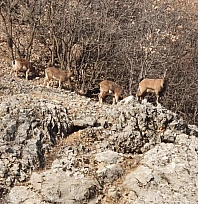 Malatya'da yüksek kayalıklarda dolaşan dağ keçileri kaydedildi