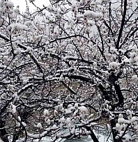 Meteoroloji'den Elazığ'a uyarı geldi!