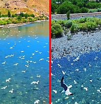Murat Nehri'nde martı şöleni görüntülendi