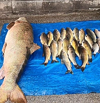 Murat Nehri'nden çıkan dev balık görenleri şaşkına çevirdi