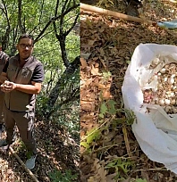 O bitkiyi sökene rekor ceza