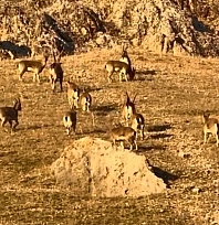 Palu'daki tarihi kalede dağ keçileri görüldü