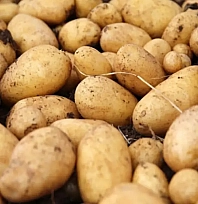 Patates seçiminde dikkat:  Sağlık riski taşıyor