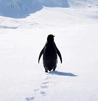 Penguende kendini aramak