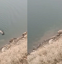 Sarp kayalıkların ustası baraj gölünde yüzerken görüldü
