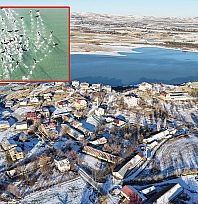 Soğuk hava Cip Barajı'nda yaban hayatını görsel şölene dönüştürdü