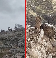 Tarihle doğa yan yana: Harput'ta yaban keçileri görüntülendi