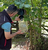 Tarım denetimleri hız kesmiyor: Kahverengi kokarca takibi ve pestisit kontrolü sahalarda