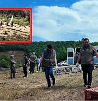 Tarım ve Orman Bakanlığı'ndan 51 bin keklik ve sülün hamlesi