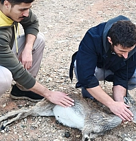 Tunceli'de 2 kuzen, yaralı yavru dağ keçisini 3 kilometre sırtlarında taşıdı