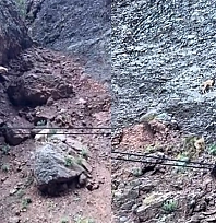 Tunceli'de Dağ Keçilerinden Nefes Kesen Atlayış: O Anlar Kamerada