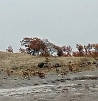Tunceli'de dağ keçisi sürüsü görüntülendi