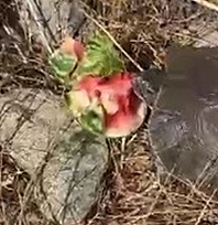 Tunceli'de ilginç anlar